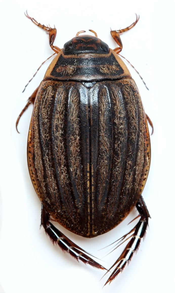 Полоскун (Acilius sulcatus