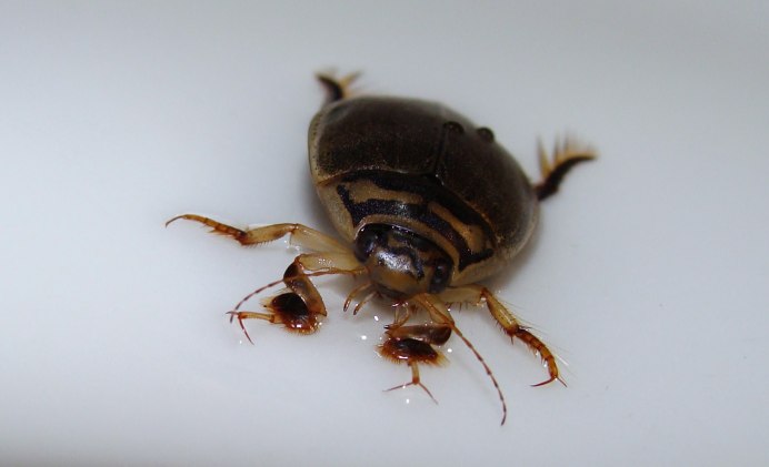 Окаймлённый плавунец (Dytiscus marginalis)