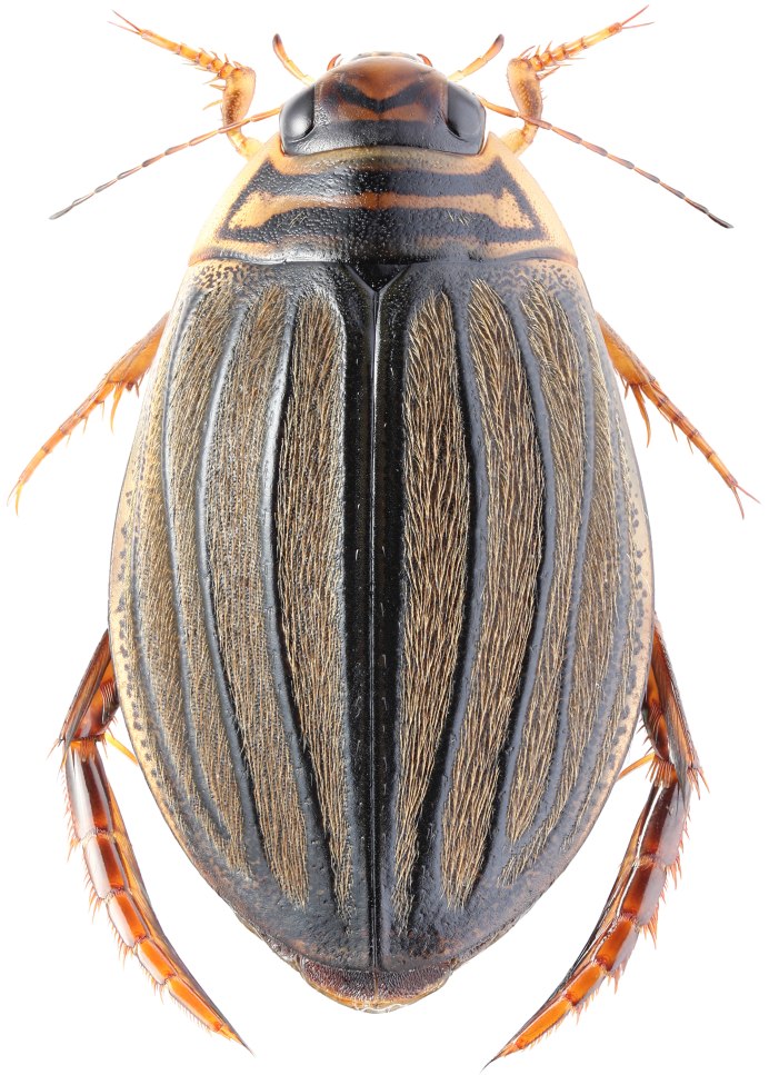 Acilius canaliculatus