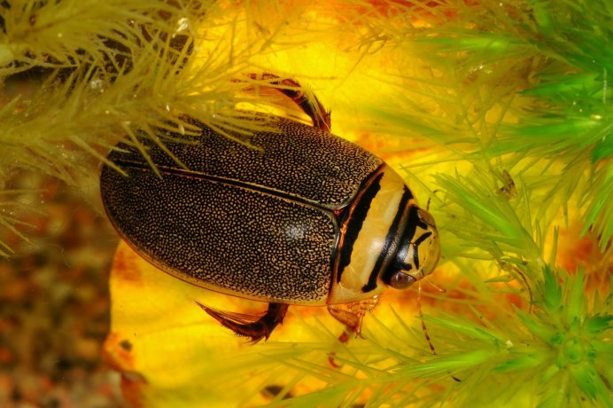 Dytiscus marginalis