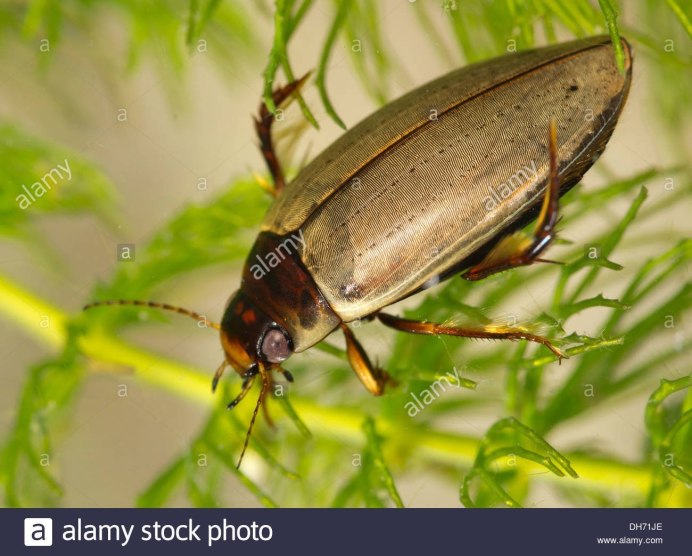 Полоскун бороздчатый Acilius sulcatus