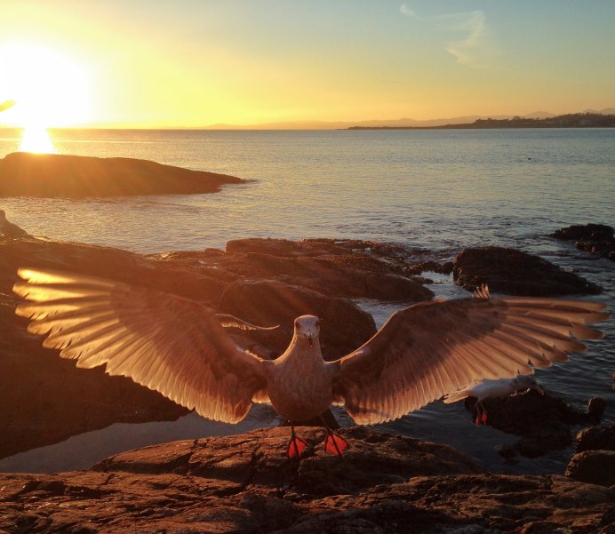 Птицы на рассвете