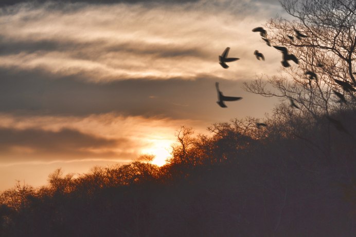 Полет птиц на закате