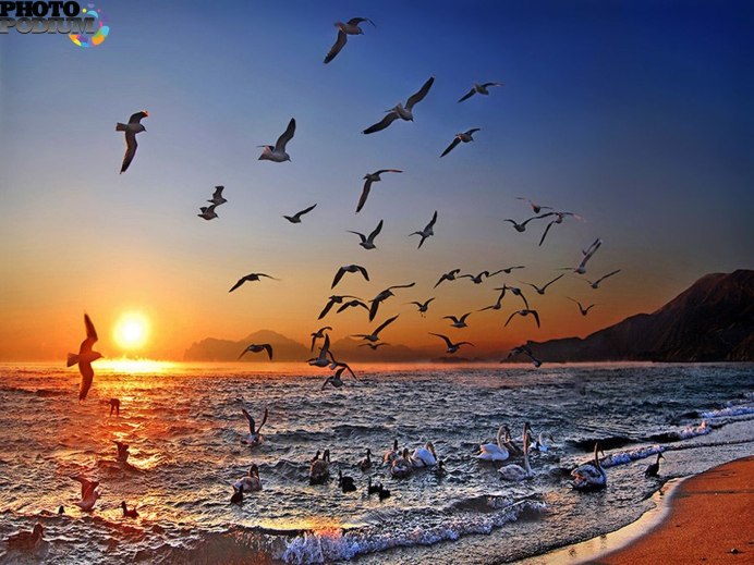 Птицы на закате