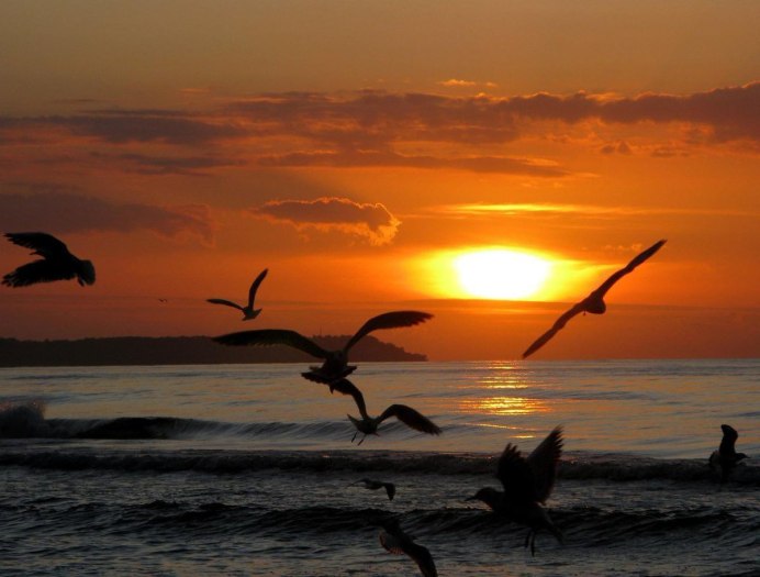 Зимнее солнце и птицы