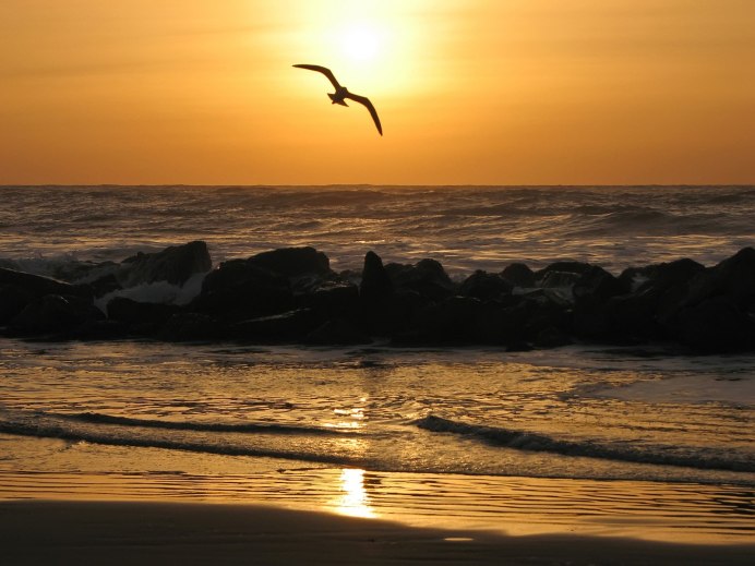 Птицы над озером