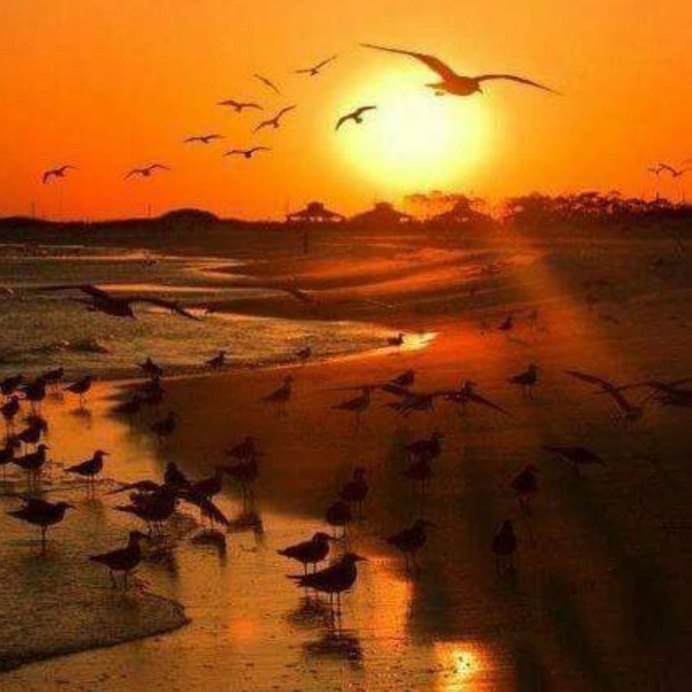 Птицы на Восходе