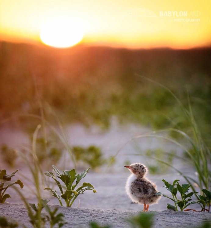 Птицы в небе