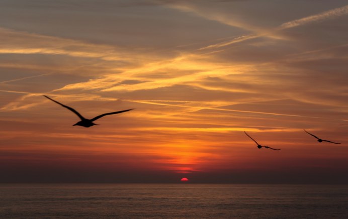 Птицы на рассвете