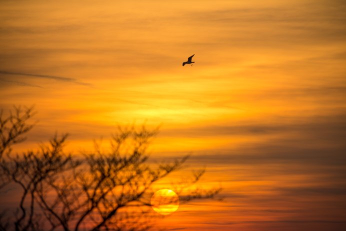 Птицы на рассвете