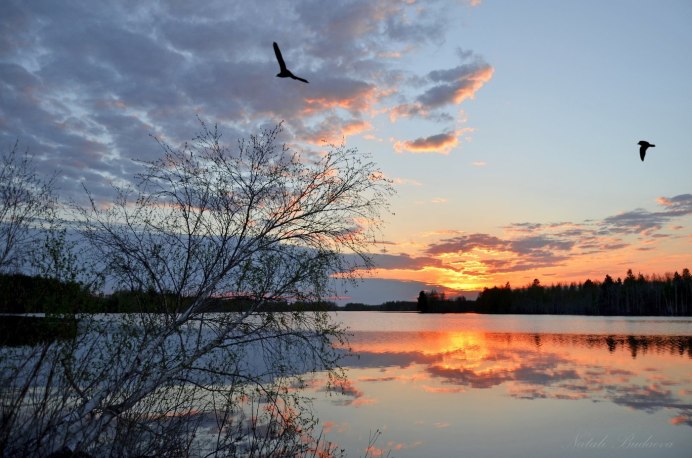 Птицы на рассвете