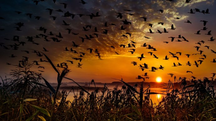 Утренние птицы