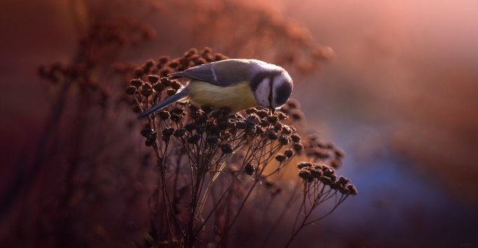 Закат солнца и птицы