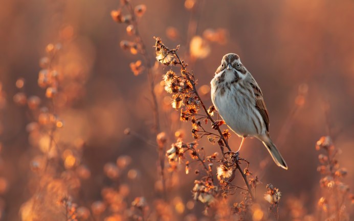 Осень птицы море