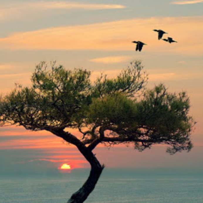 Восход на море с птицами