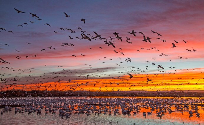 Птицы над морем