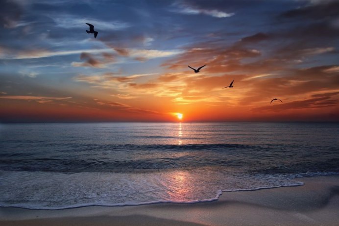 Птицы в небе на закате