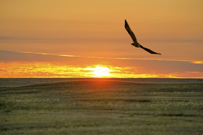 Пшеничное поле с птицами