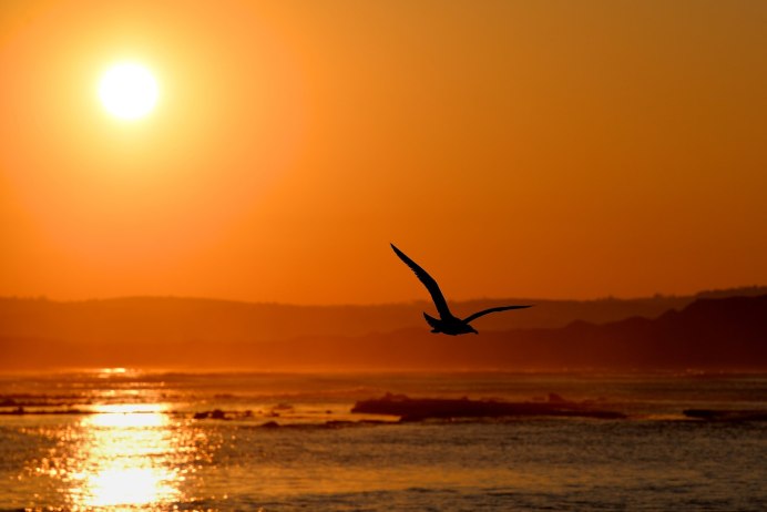 Птицы в небе