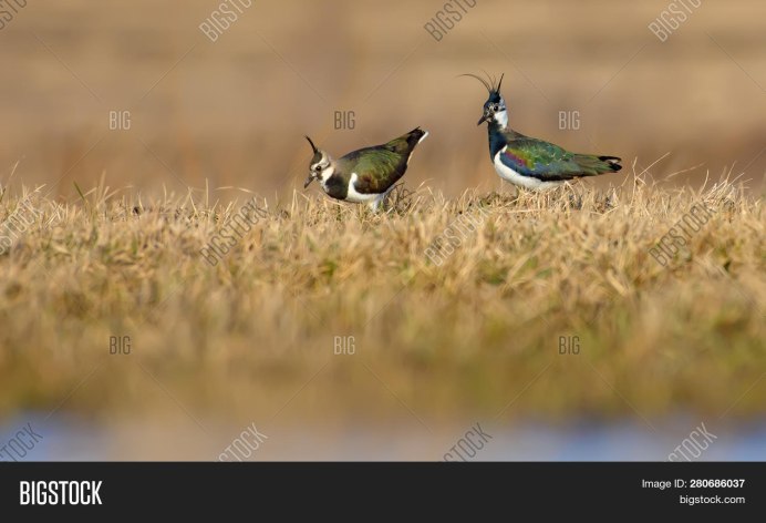 Чибис Vanellus Vanellus leucurus.