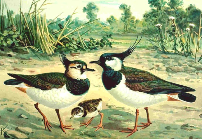 Чибис Vanellus Vanellus