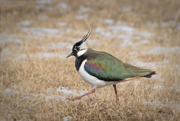 Чибис Vanellus Vanellus