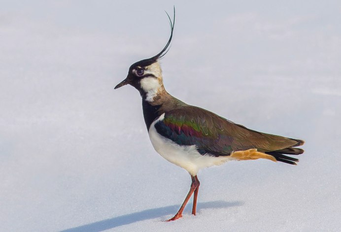 Чибис Vanellus Vanellus leucurus.