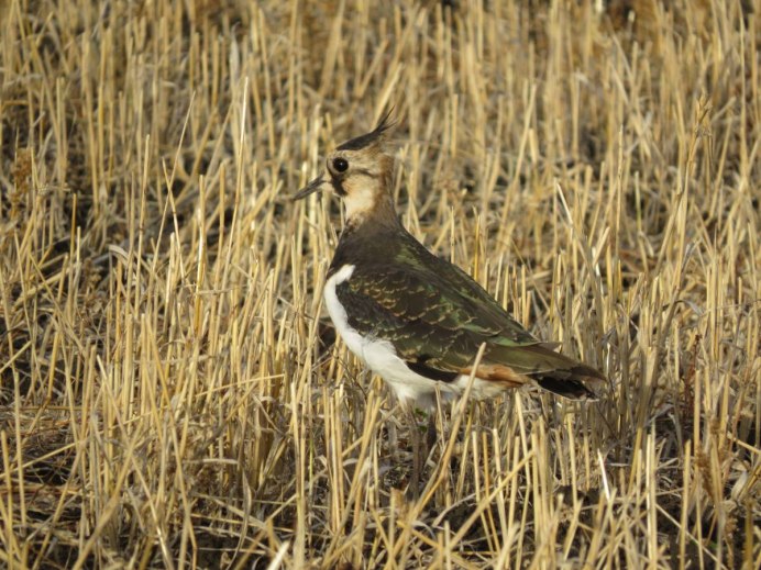 The Northern Lapwing (Vanellus Vanellus) stamps