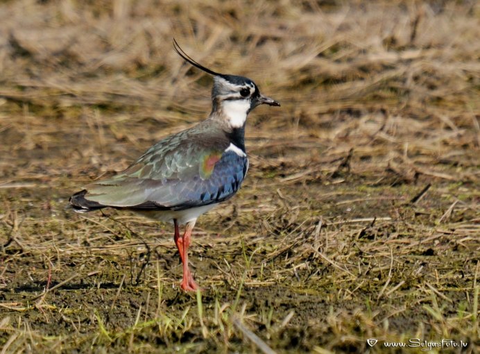 Чибис Vanellus Vanellus