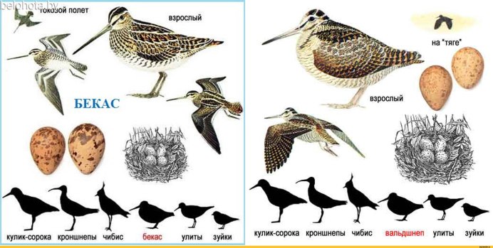 Чибис пикирующий