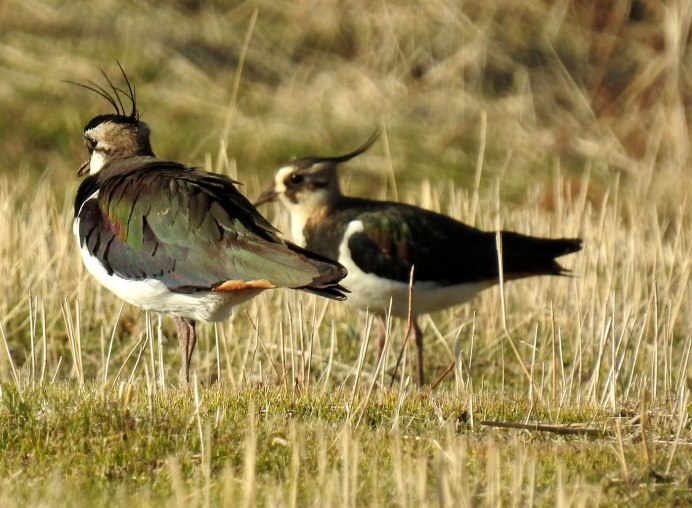 Заповедник RSPB