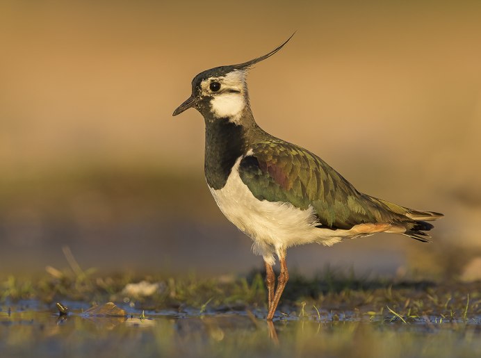 Vanellus Tricolor)