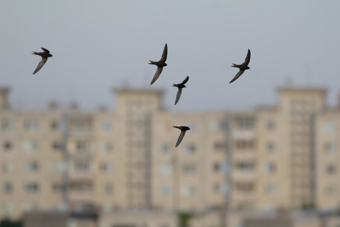 Миграция птиц