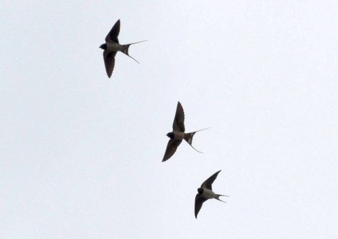 Стайка птиц