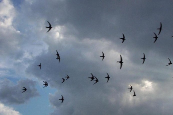 Стайка птиц