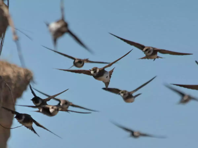 Стая ласточек береговушек