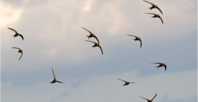 Миграция птиц