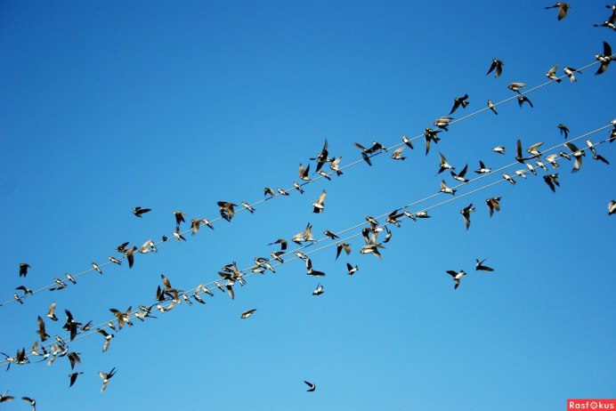 Ласточки улетают