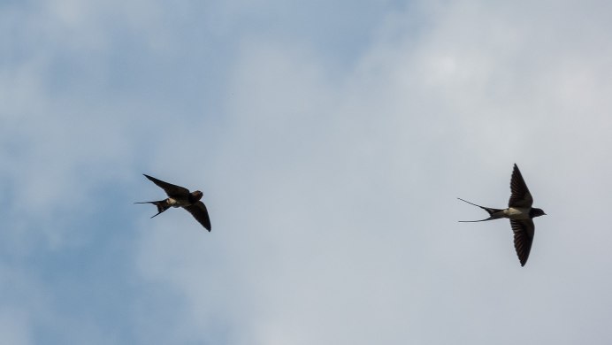 Сайка птица