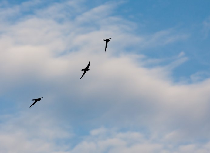 Ласточки перед дождем