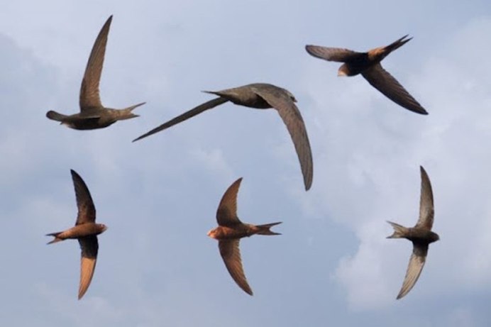 Птицы летают