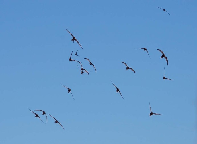 Стрижи весной