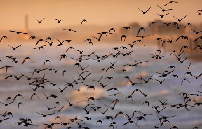 Ласточки в небе