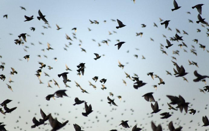 Много Стрижей в небе