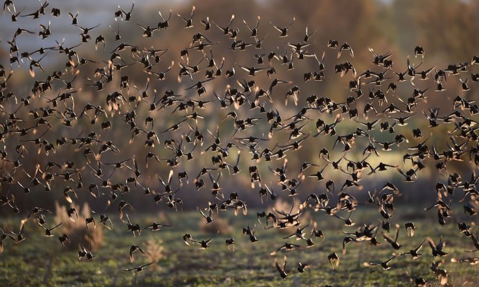 Деревенские ласточки на проводах