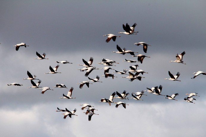 Ласточки в небе