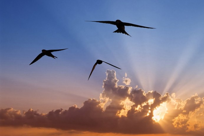 Стриж в полете