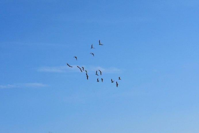 Птицы сидят на проводах