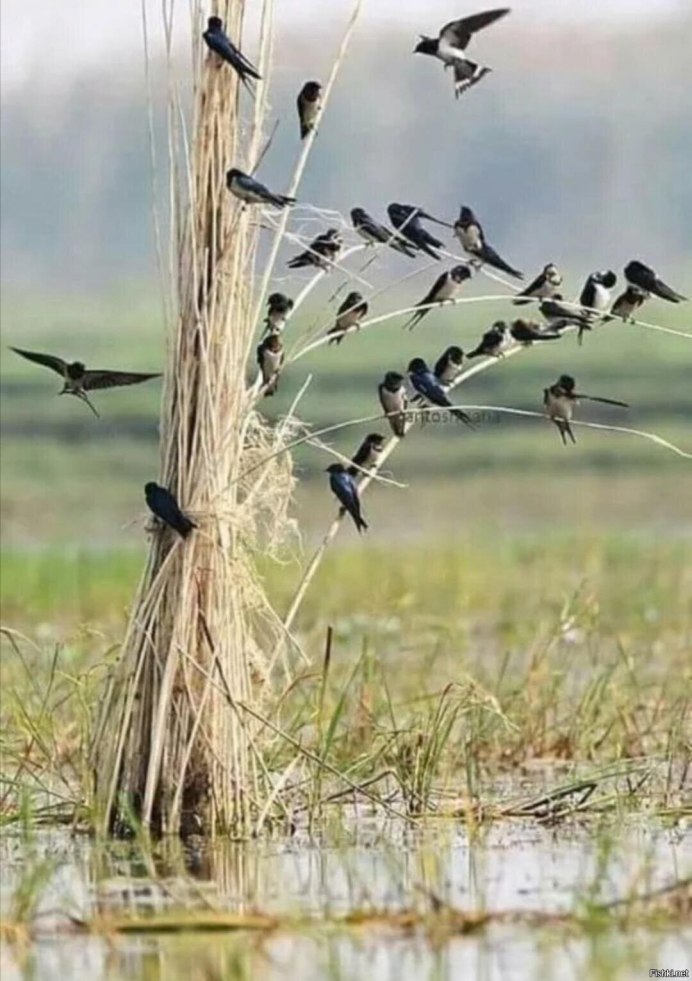 Ласточки на проводах