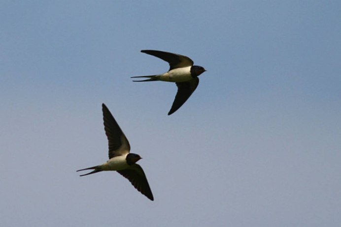 Полет Стрижей птиц